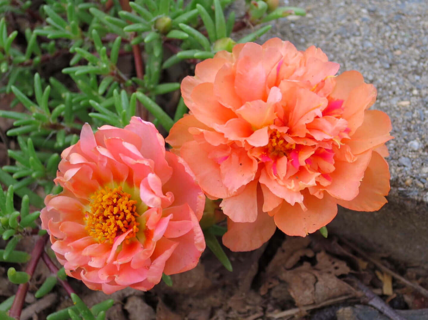 マツバボタン 松葉牡丹 の花言葉 色別の意味は 種類や品種 花の特徴は Greensnap グリーンスナップ