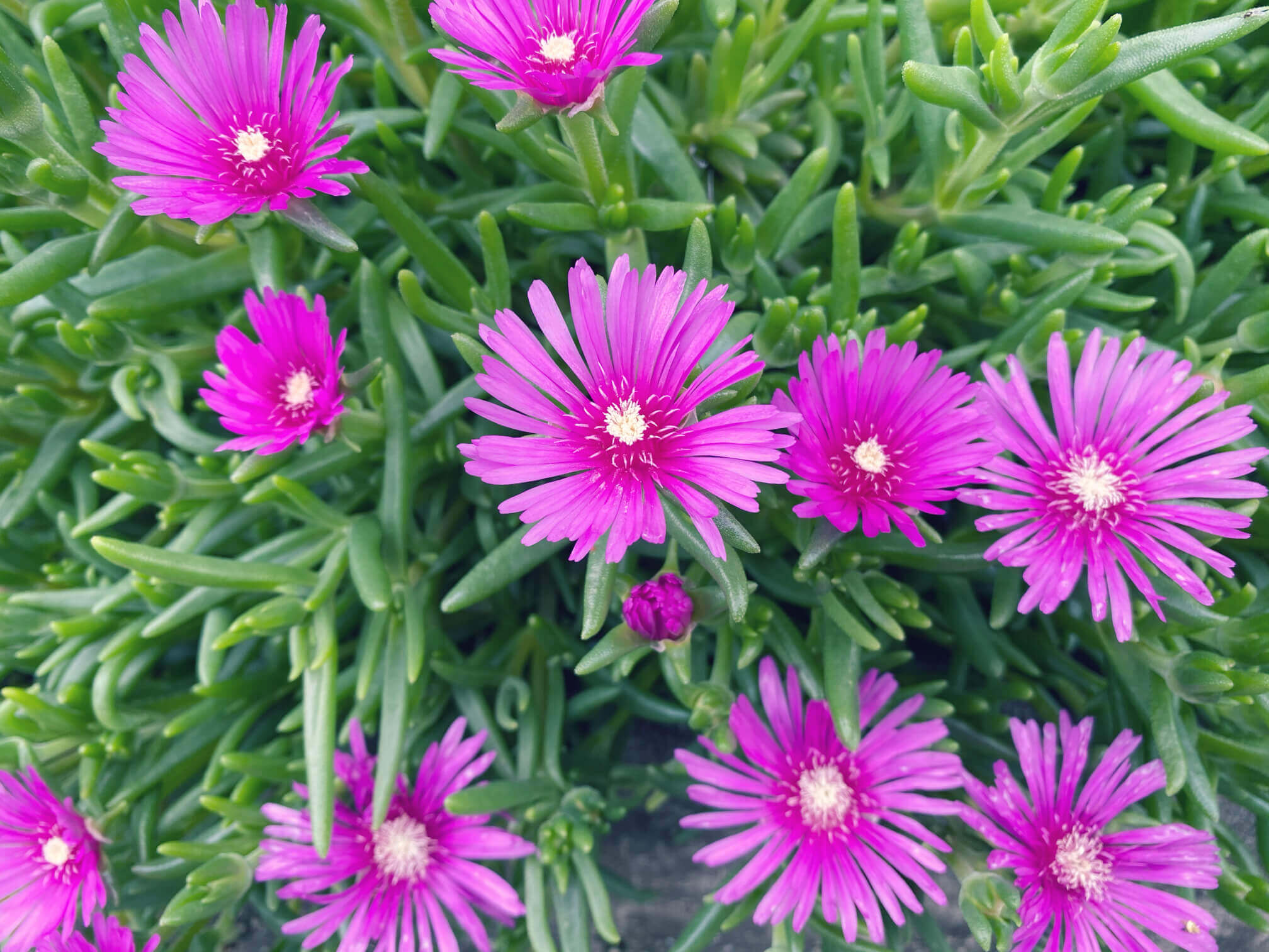 マツバボタンの花言葉 種類や品種 花の特徴は Greensnap グリーンスナップ