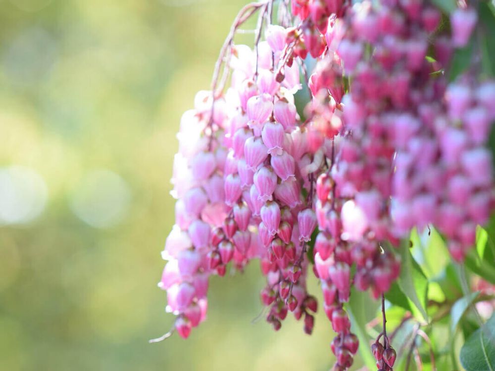 アセビ　馬酔木