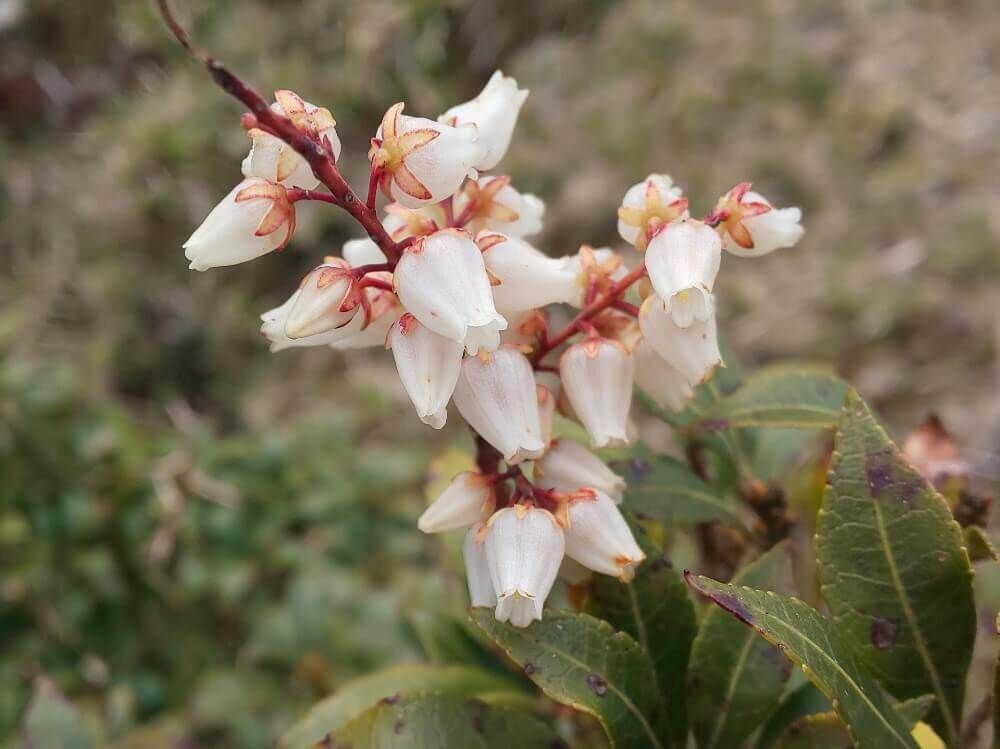 アセビ　馬酔木