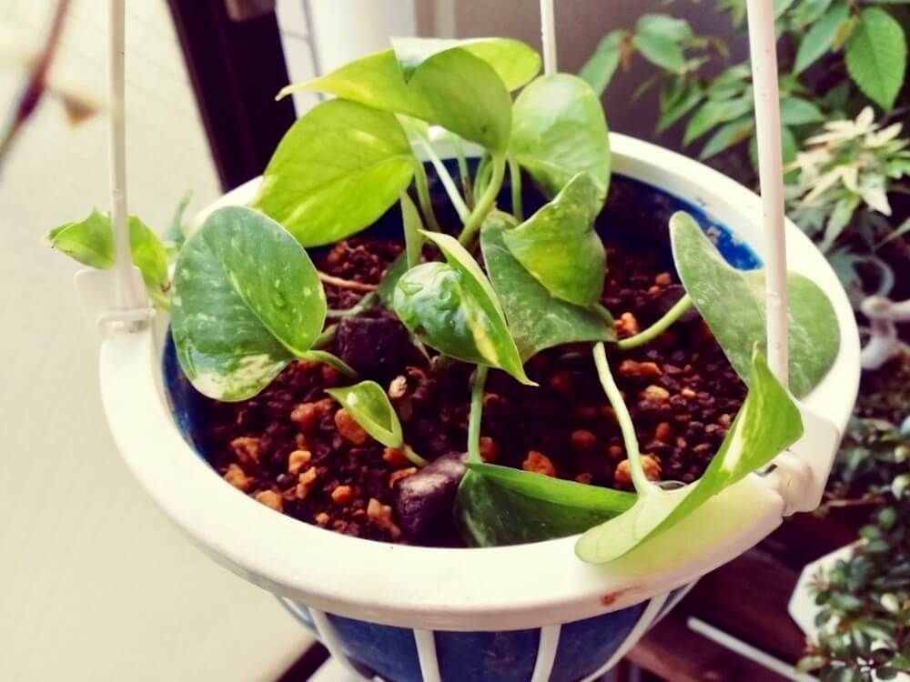 観葉植物　葉水　水やり