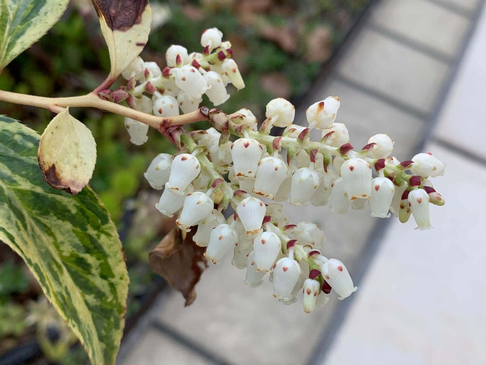 アセビ　馬酔木