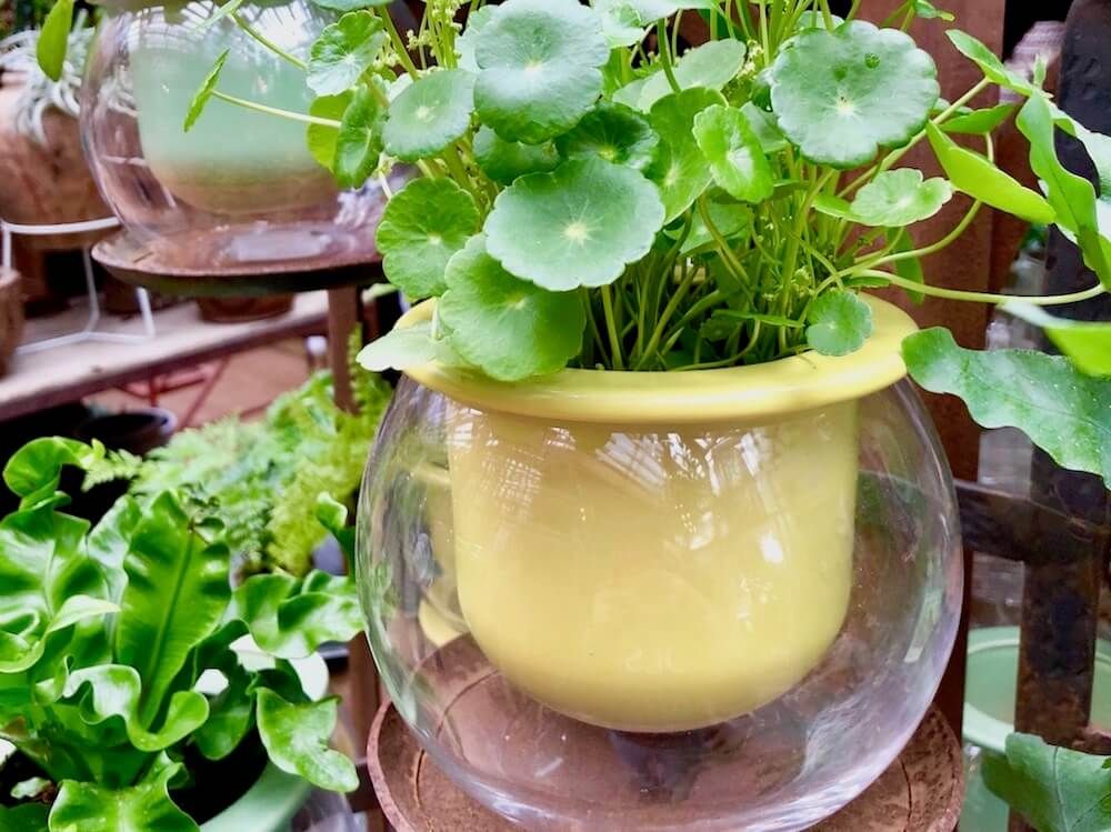 底面給水ポット