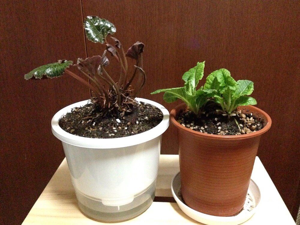 底面給水ポット