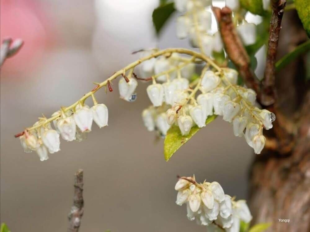 アセビ　馬酔木