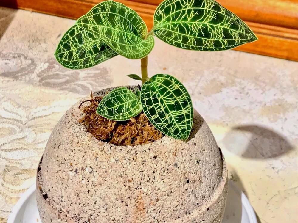 底面給水ポット　アクアプラントポット