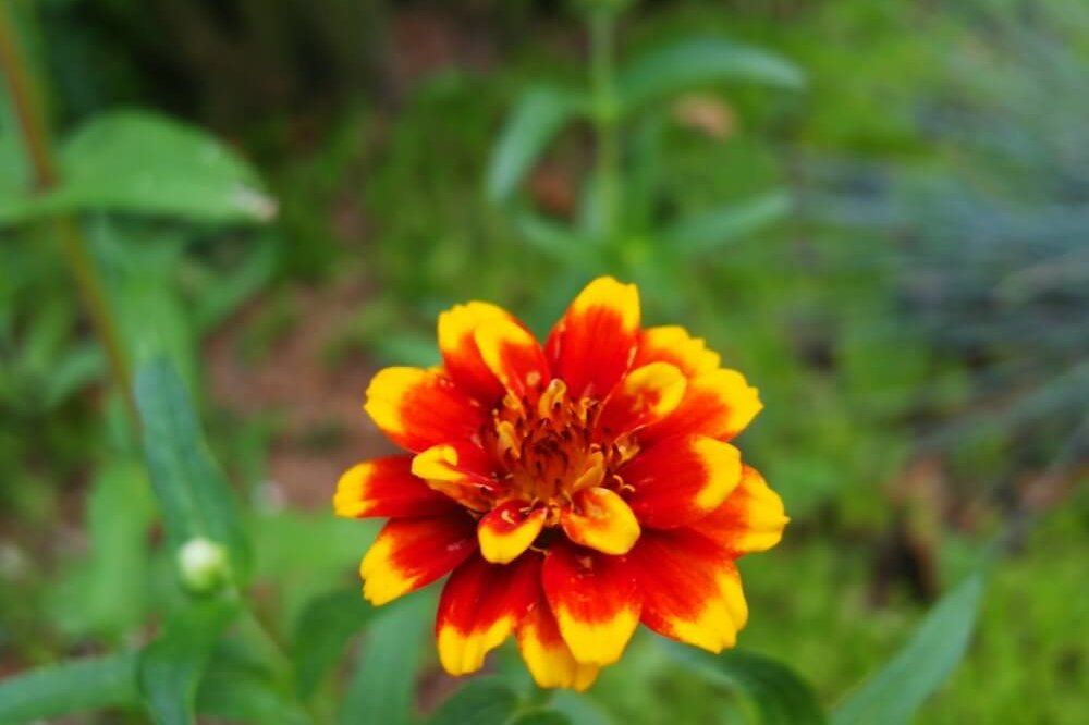 ジニア・ペルシャンカーペット