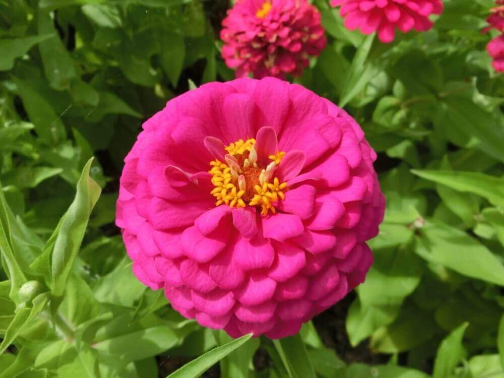 ジニア・ドリームランド