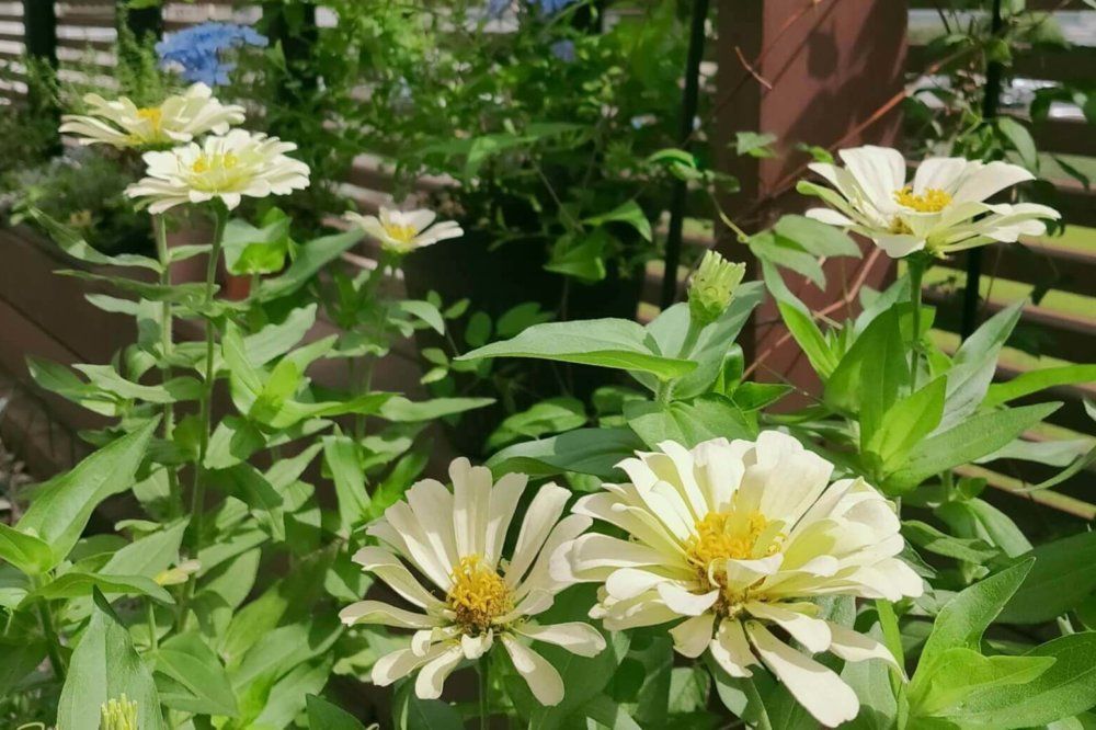 ジニア・エレガンス