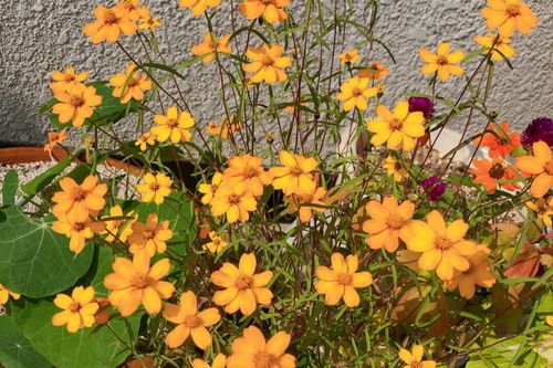 百日草 ジニア の花言葉 怖い意味もあるの 人気の品種は Greensnap グリーンスナップ