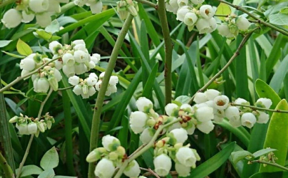 ブルーベリーの花