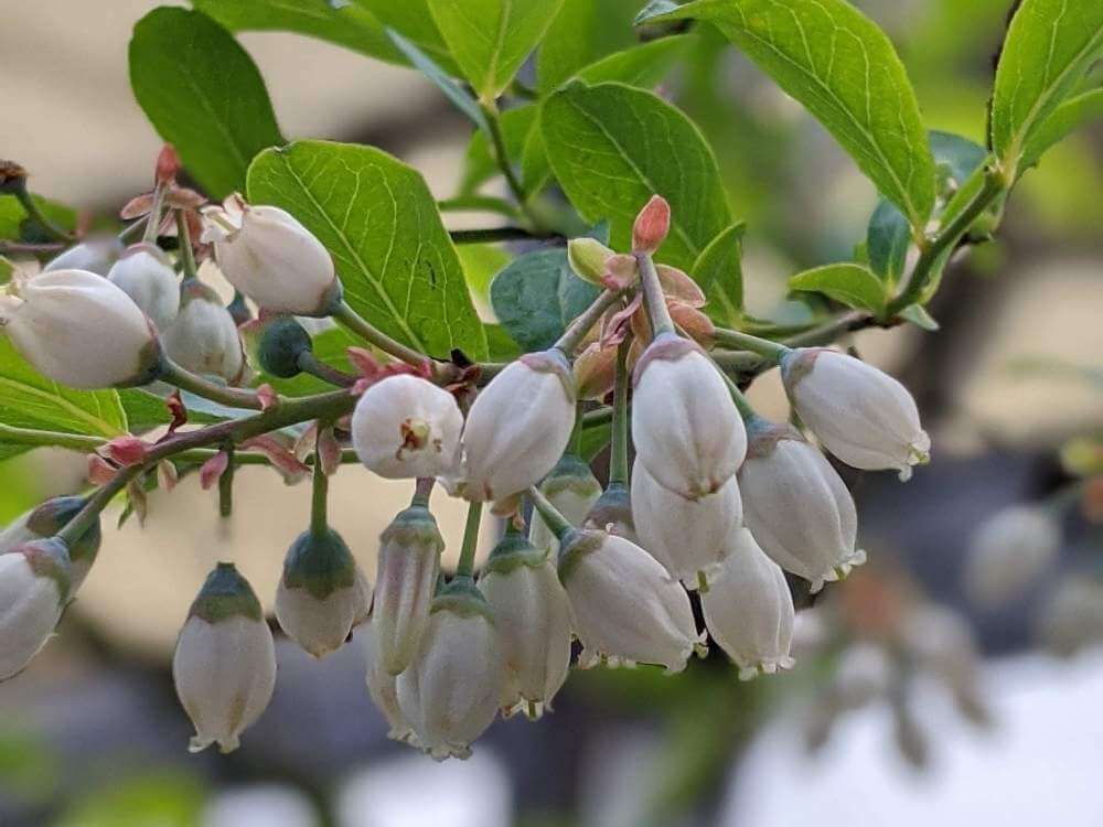 ブルーベリーの花