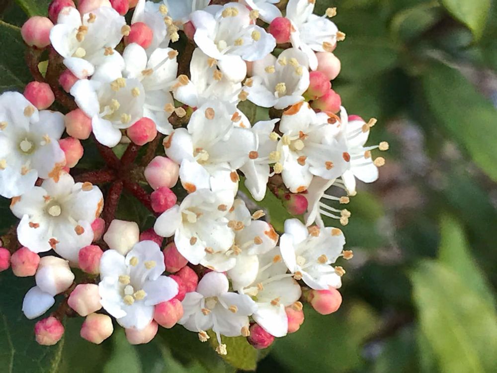 トキワガマズミ