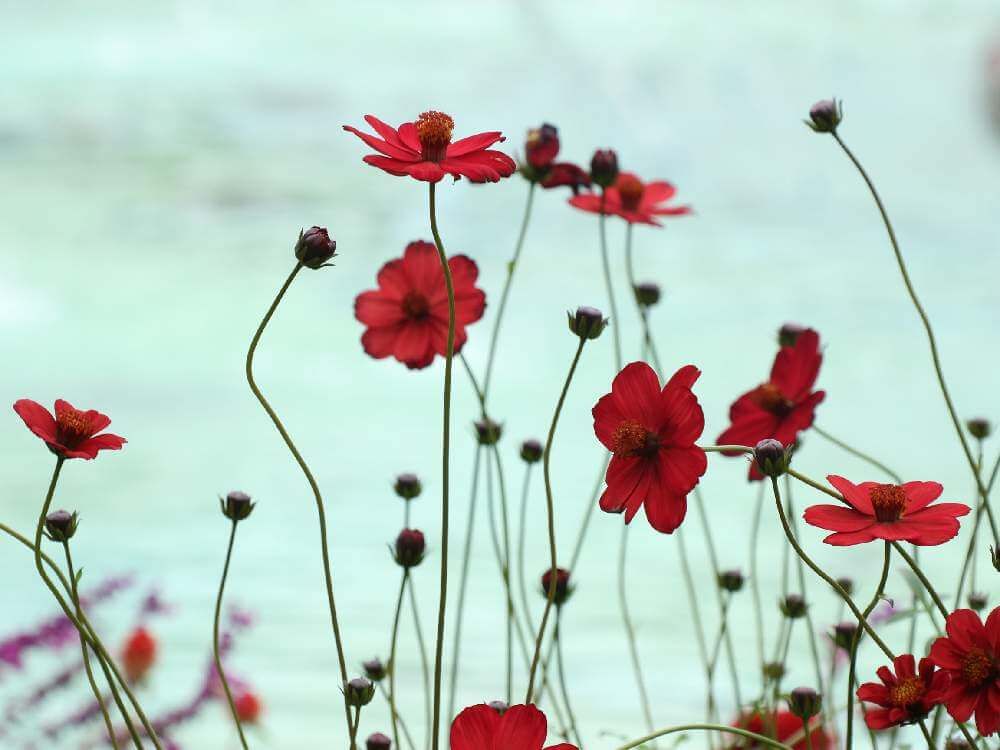 チョコレートコスモスの花