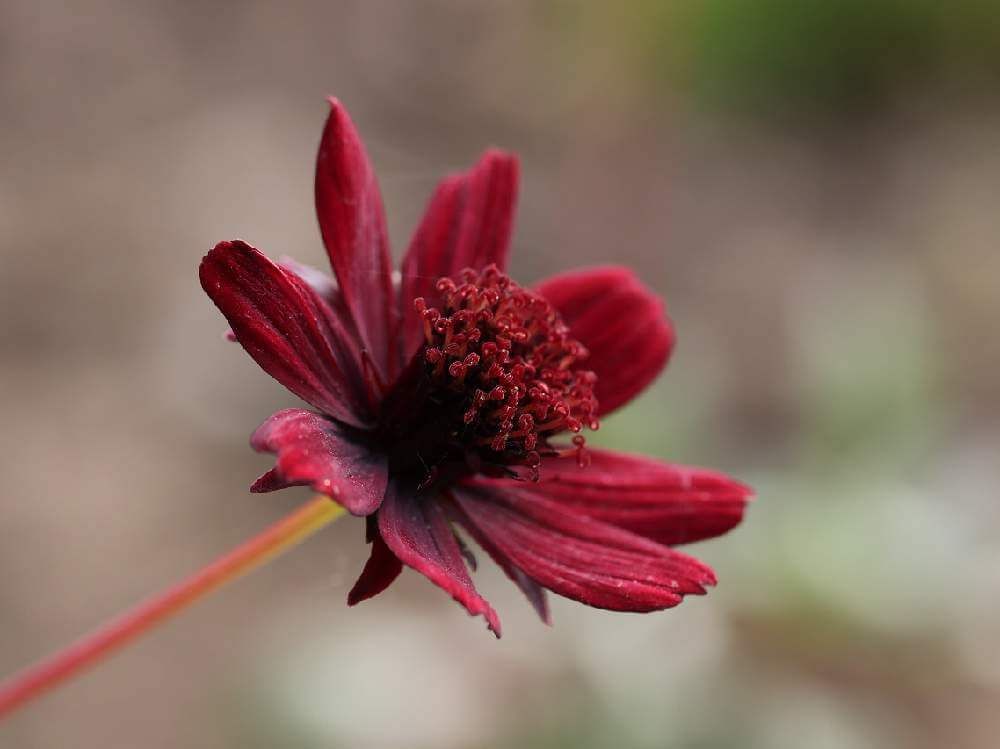 チョコレートコスモス