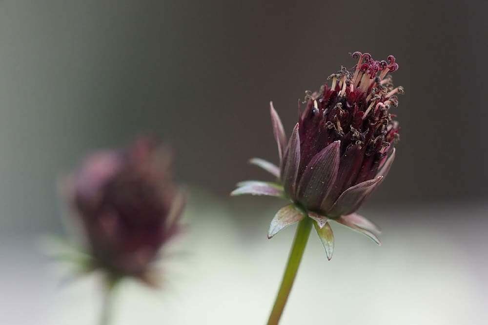 チョコレートコスモス