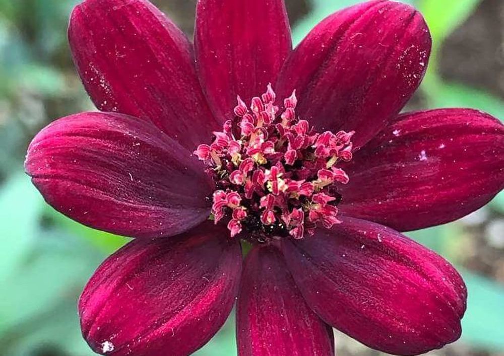 チョコレートコスモス