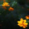 キバナコスモスの花言葉｜他のコスモスと意味は違うの？種類もご紹介の画像