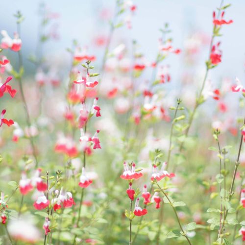 チェリーセージの花言葉 種類や品種 花の特徴は Greensnap グリーンスナップ
