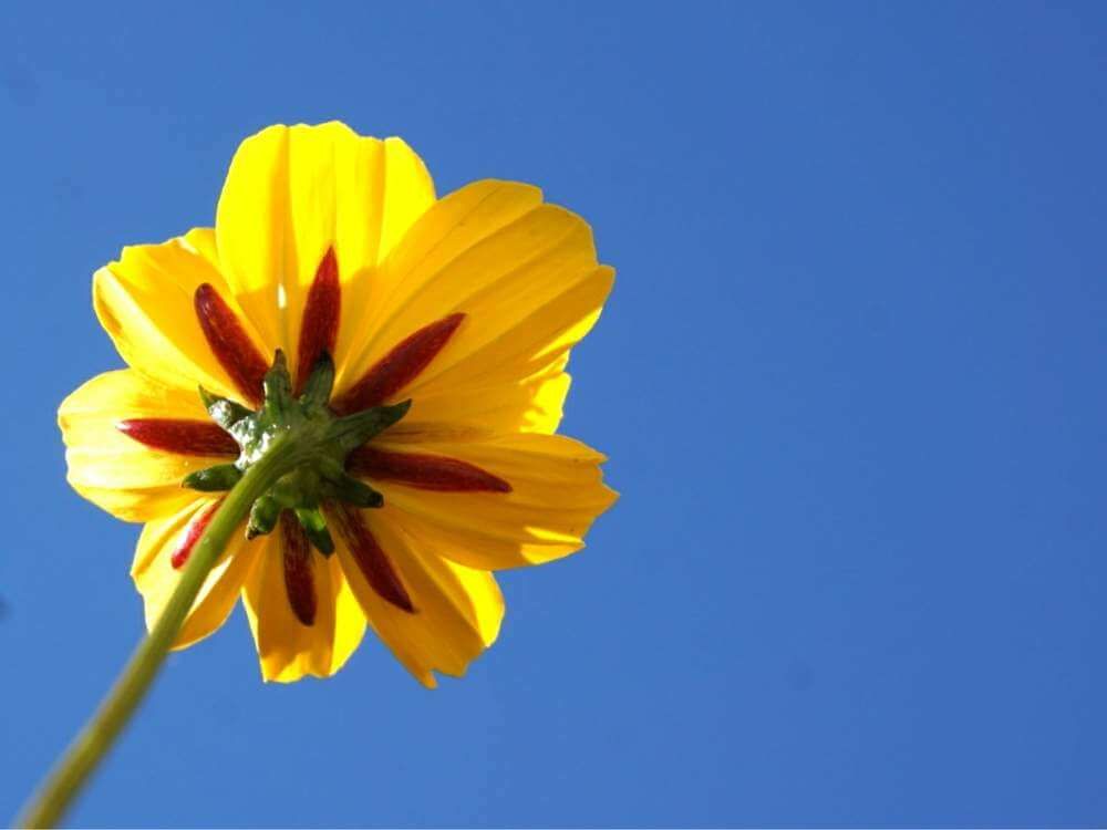 キバナコスモスの花の後ろ姿