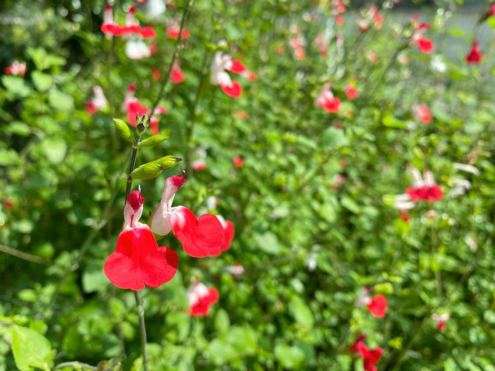 チェリーセージ