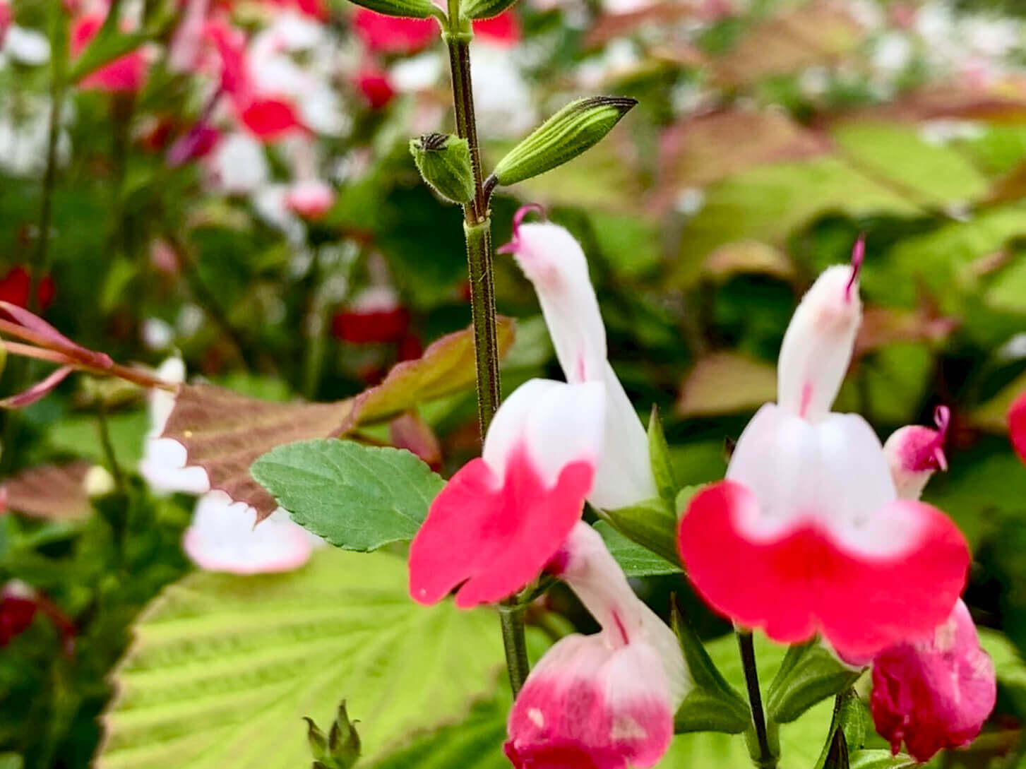チェリーセージの花言葉 種類や品種 花の特徴は Greensnap グリーンスナップ