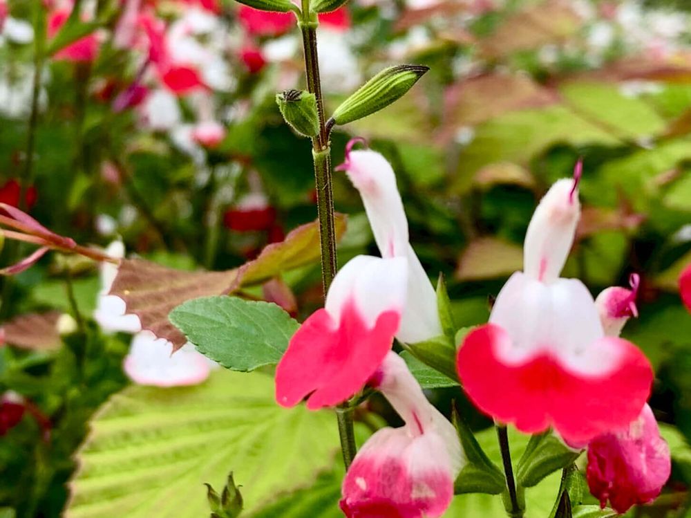 チェリーセージ