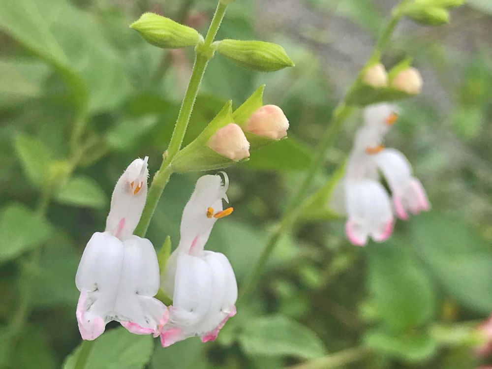 チェリーセージ