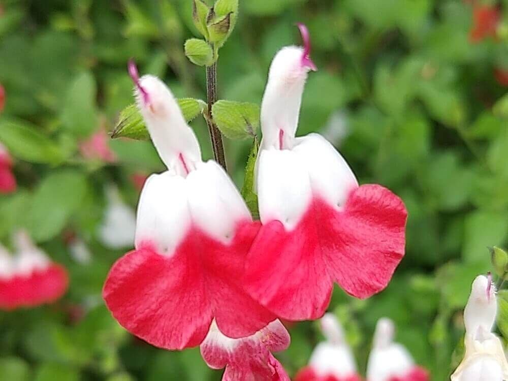 チェリーセージ