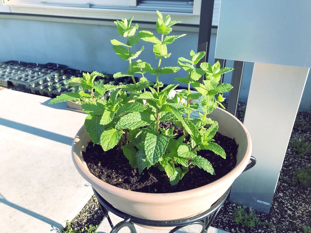 アップルミント ハーブ　ミント