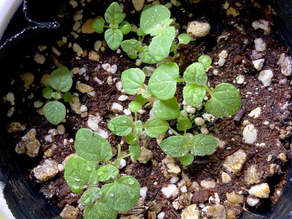 アップルミントの育て方 種まきの方法や増やし方は 室内で栽培できる Greensnap グリーンスナップ