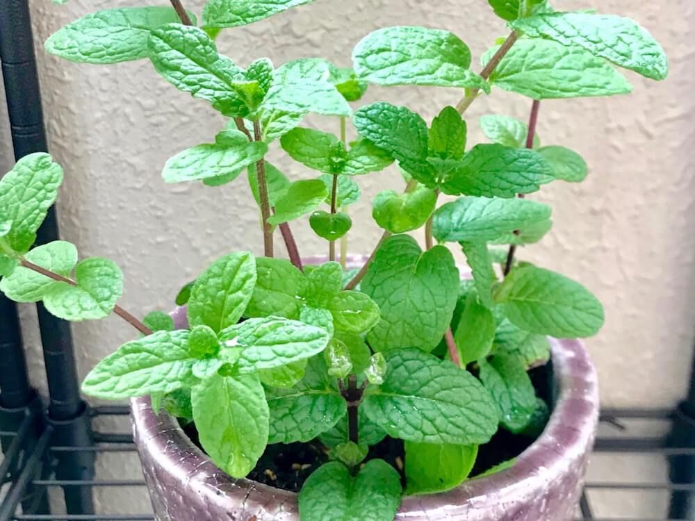 アップルミント ハーブ　ミント