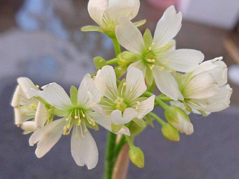ハエトリソウ ハエトリグサ の花言葉 種類や品種 花の特徴は Greensnap グリーンスナップ