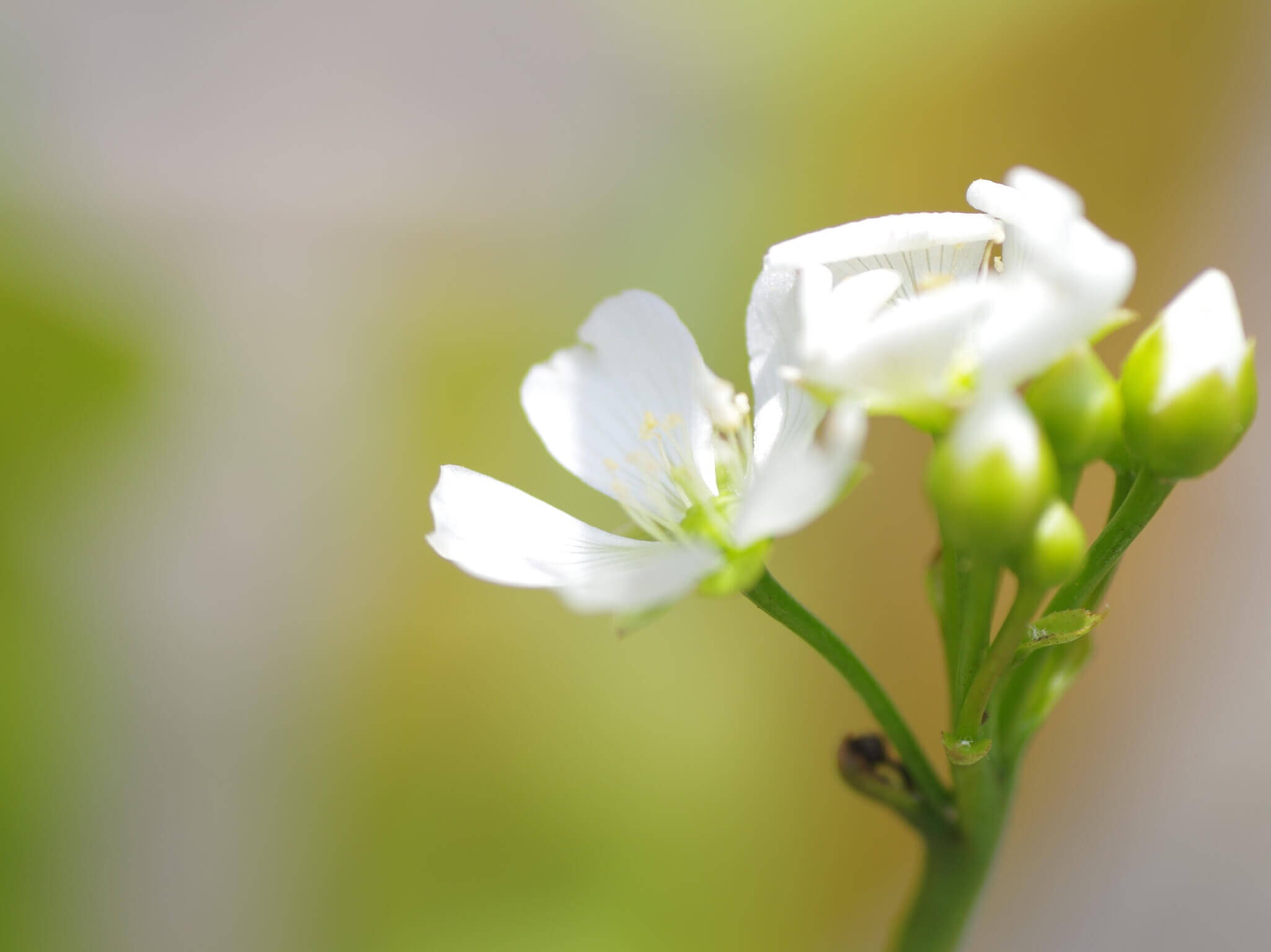 ハエトリソウ ハエトリグサ の花言葉 種類や品種 花の特徴は Greensnap グリーンスナップ