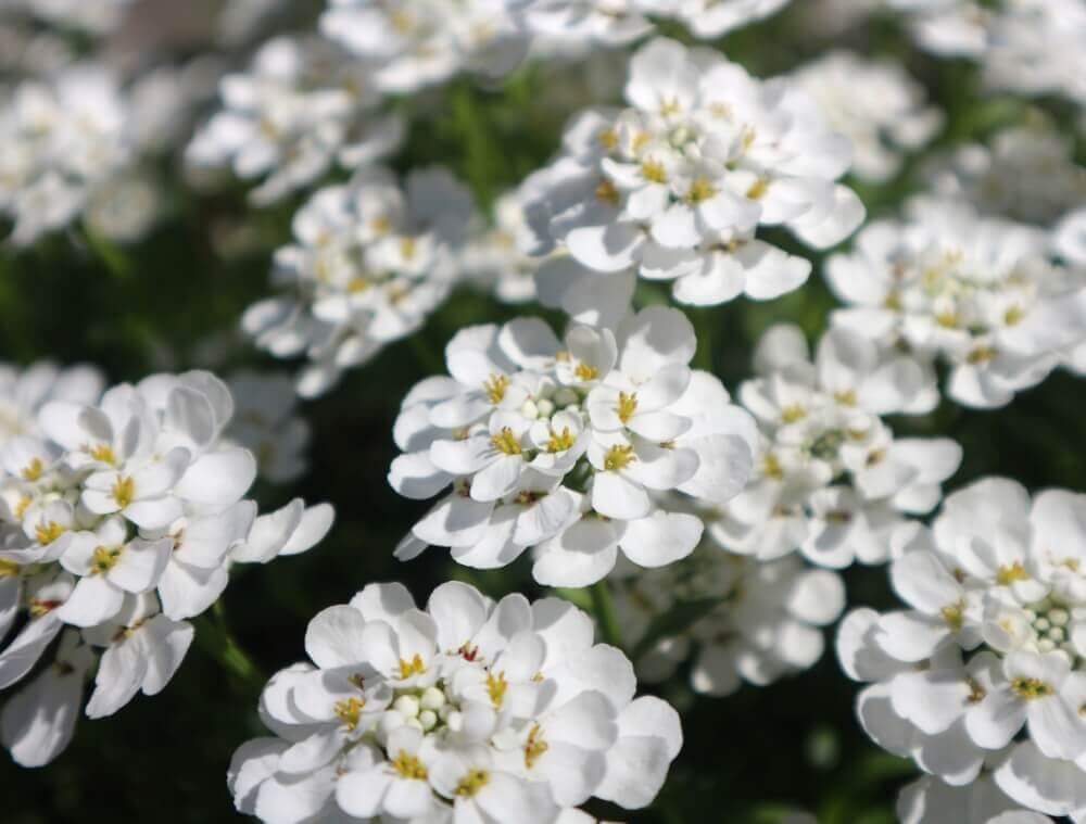 イベリスの花言葉 種類や花の開花時期 楽しみ方は Greensnap グリーンスナップ