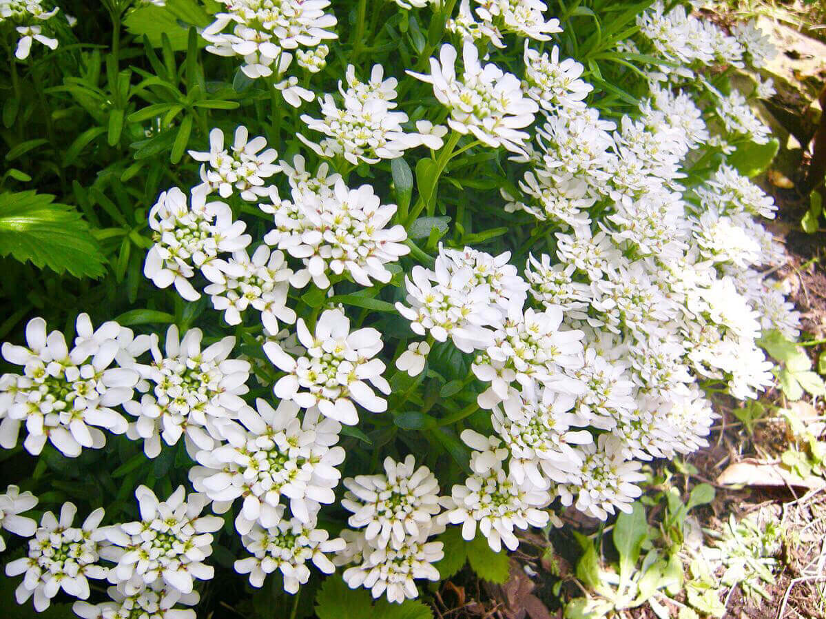 イベリスの花言葉 種類や花の特徴 楽しみ方は Greensnap グリーンスナップ