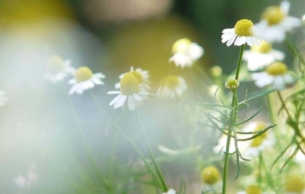 カモミールの花