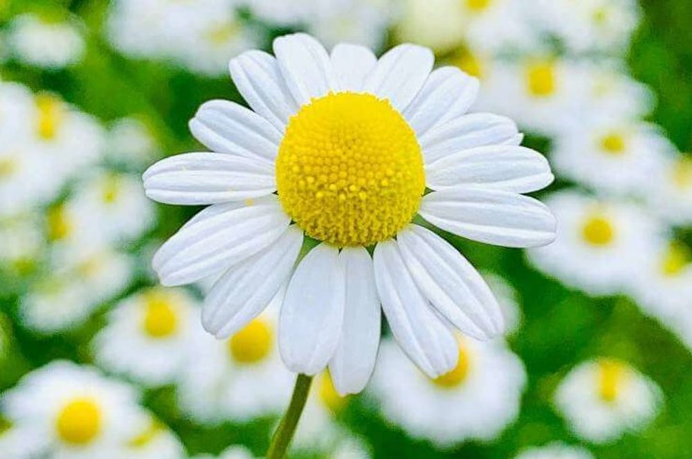 カモミールの花