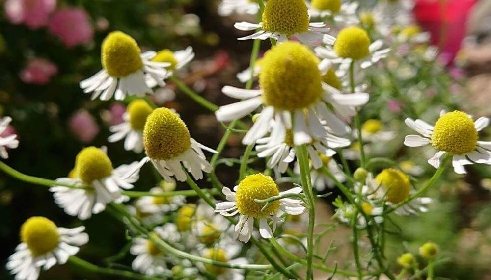 カモミールの花