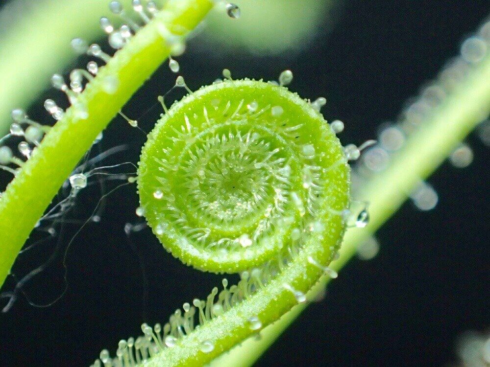 食虫植物　モウセンゴケ
