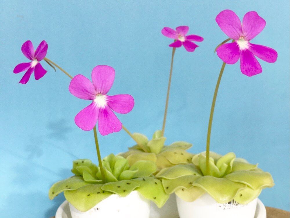 食虫植物　ハエトリスミレ