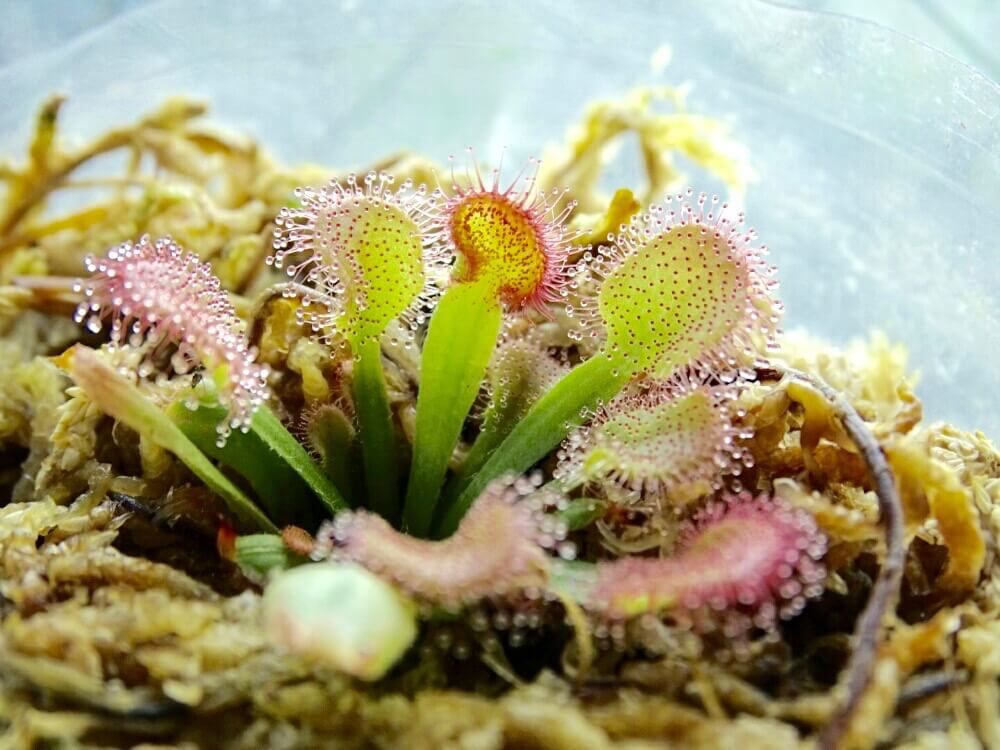 食虫植物　モウセンゴケ