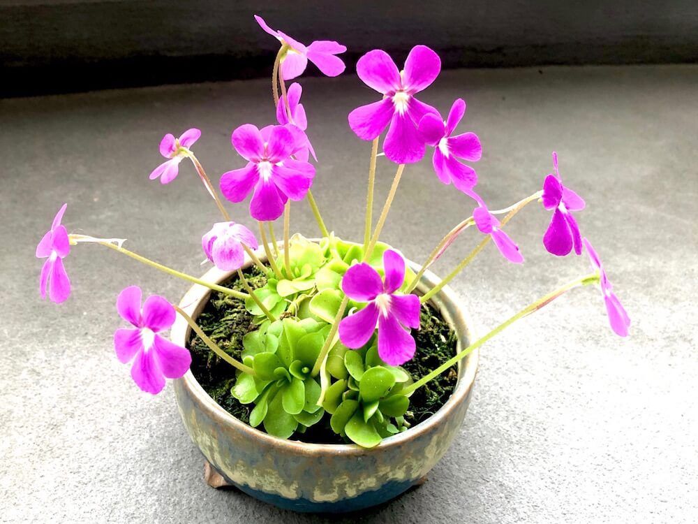 食虫植物　ハエトリスミレ