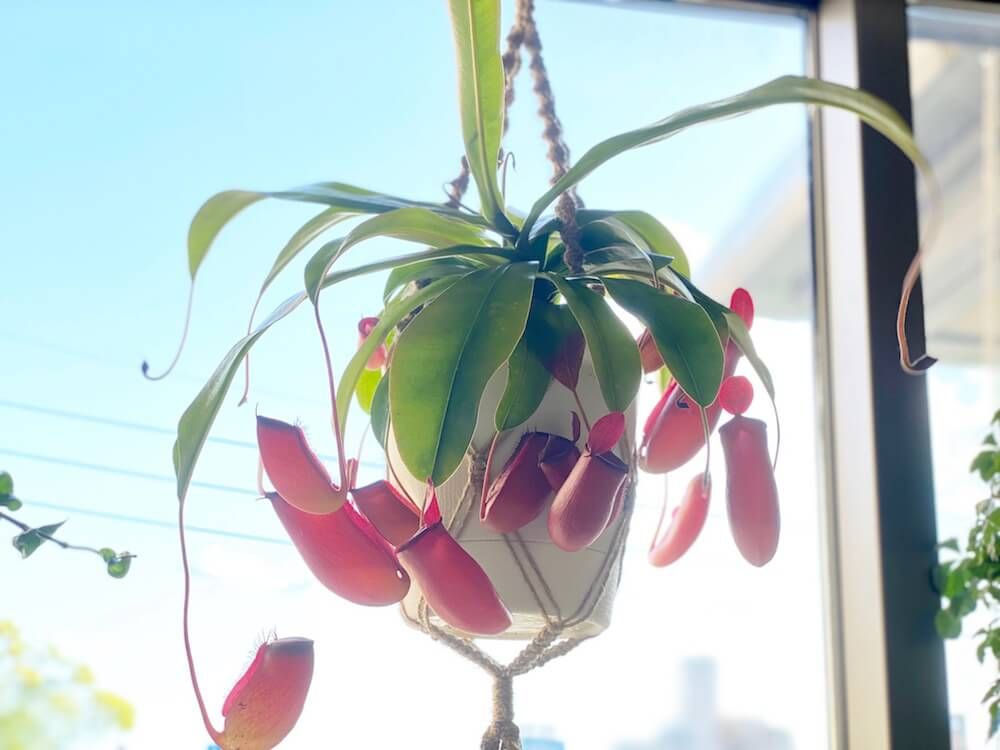 ac食虫植物　ウツボカズラ　ネペンネス