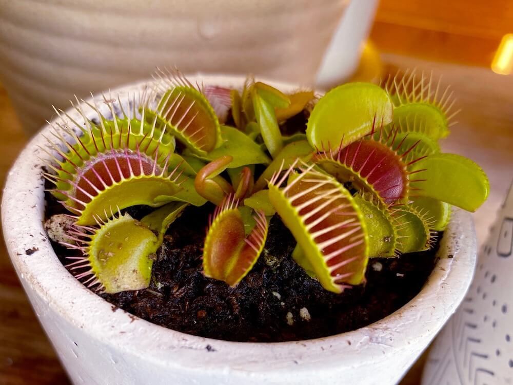 食虫植物　ハエトリソウ