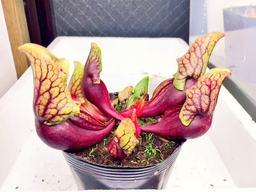 食虫植物　サラセニア