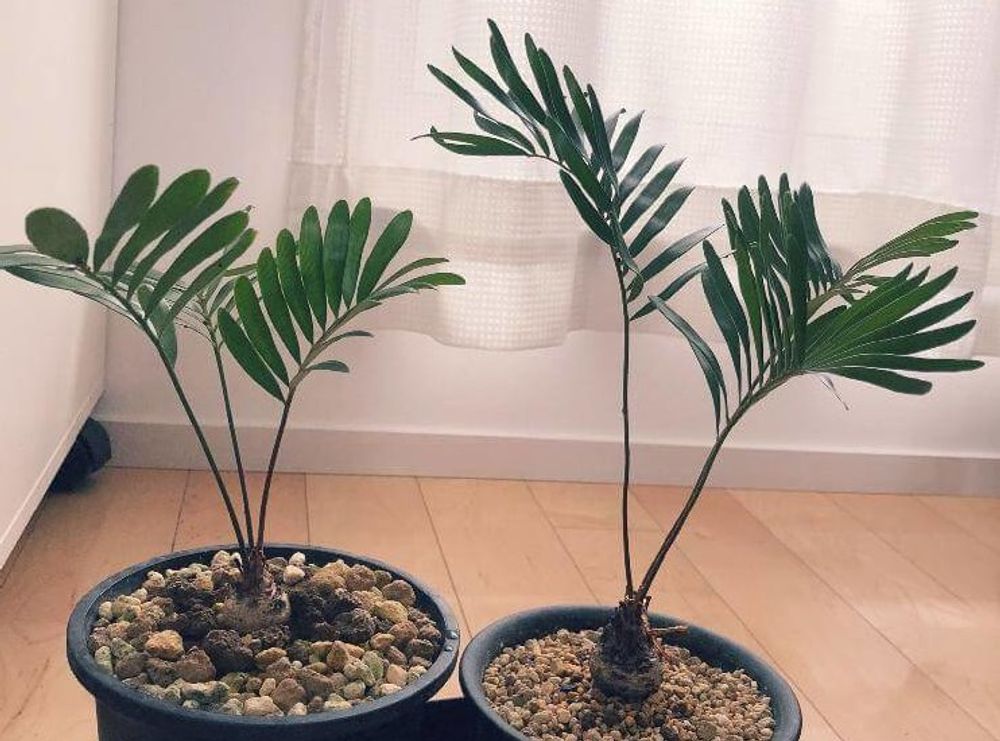 ソテツ ザミアフロリダ―ナ