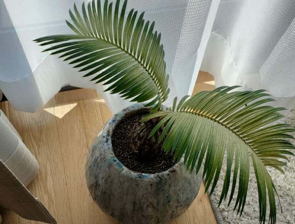 ソテツの盆栽風