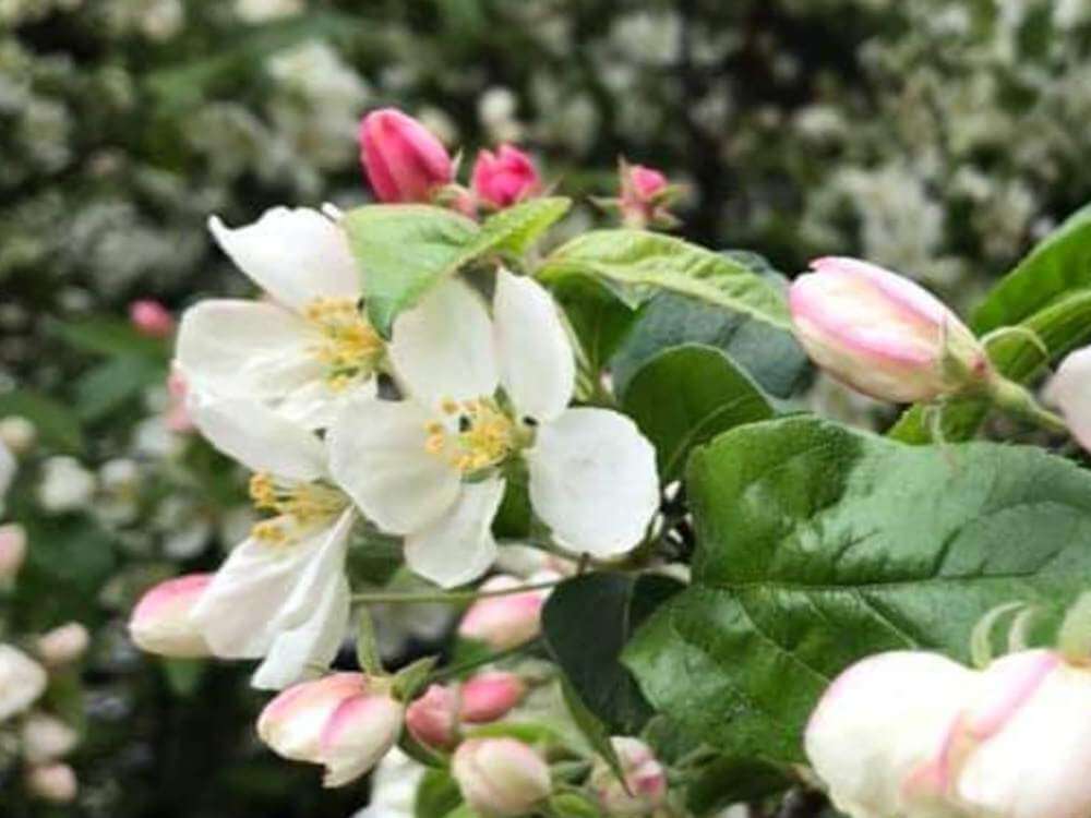 木瓜 ボケ の花言葉 由来や実の特徴 花の種類は Greensnap グリーンスナップ