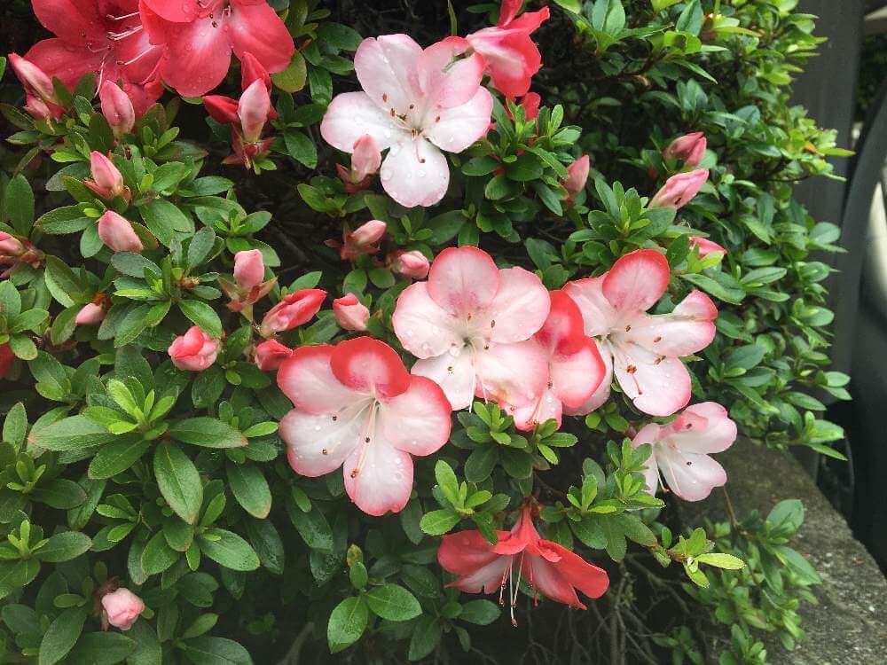 ピンク色のボケ